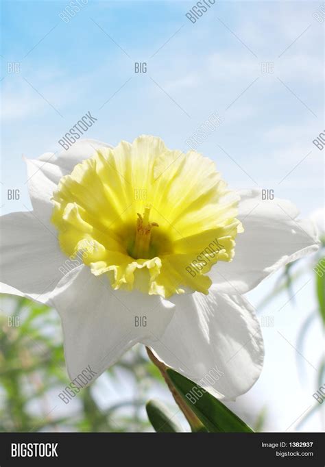 Spring Daffodil Blue Image & Photo (Free Trial) | Bigstock