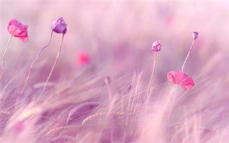 Pink Purple Wallpaper - WallpaperSafari