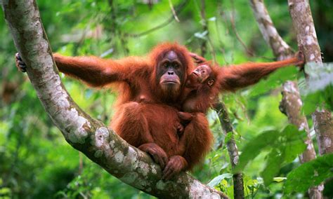 Protecting Elephant, Tiger and Orangutan Habitat in Sumatra | Stories | WWF