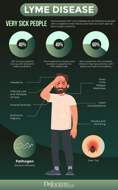 Chronic lyme disease symptoms causes and coinfections – Artofit