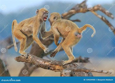 Two Monkeys Fighting In The Sand Royalty-Free Stock Photo | CartoonDealer.com #83719713