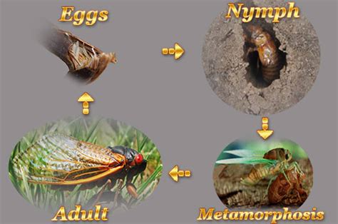 Life Cycle Of Cicadas