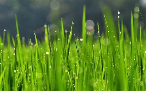 4K Grass Wallpapers - Top Free 4K Grass Backgrounds - WallpaperAccess