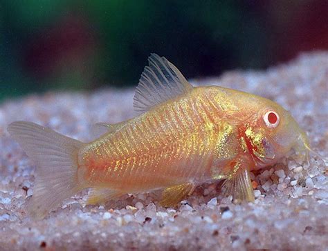 Albino Corydorus Catfish for sale online from AzGardens.com since 1987