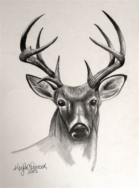 Deer Face Drawing at GetDrawings | Free download