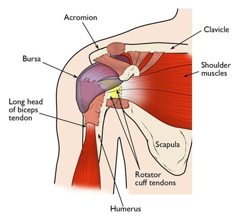 Shoulder Pain and Common Shoulder Problems - OrthoInfo - AAOS