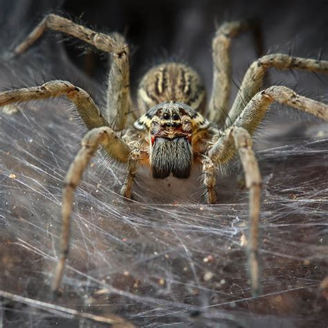 Everything about top 10 deadliest spiders in australia