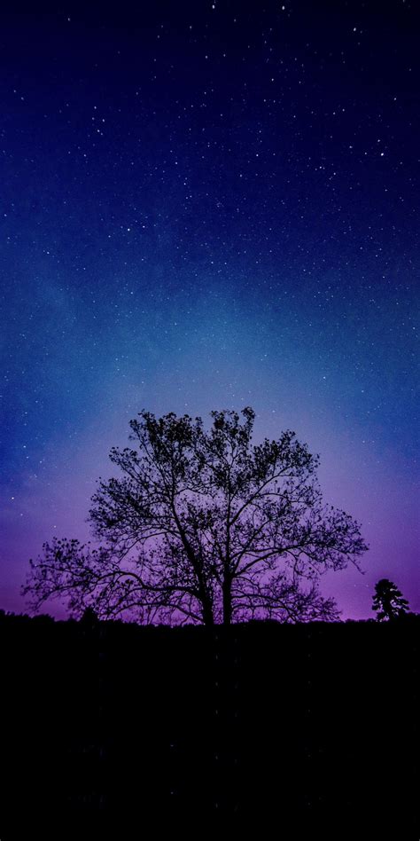 Tree, galaxy, sky, silhouette, 1080x2160 wallpaper | Night sky ...