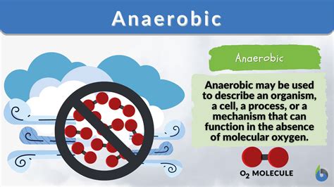 Anaerobic Respiration Definition