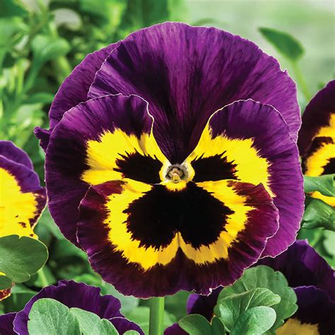 Buy Fresh Pansy Flowers In India | Edible Flower Producer - JGBC Farms