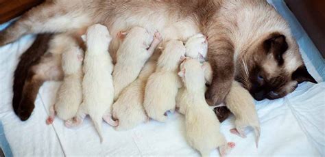 Newborn Siamese Kittens - Care, Growth and Development