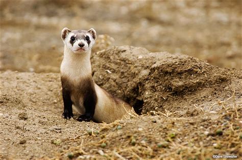 Black-footed Ferret | National Black-footed Ferret Conservation Center, Colorado | Dave ...