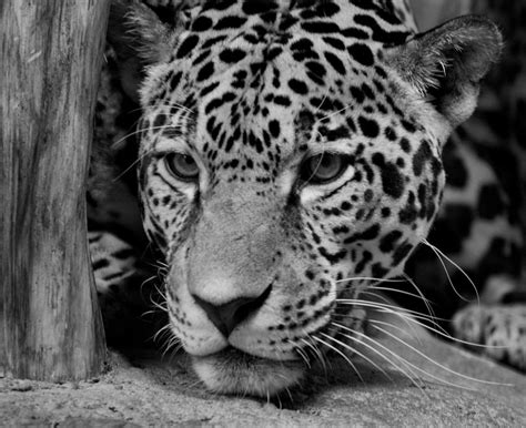 White Jaguar Animal