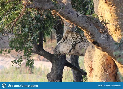 Leopard Sleeping on a Branch of a Large Tree Stock Image - Image of ...