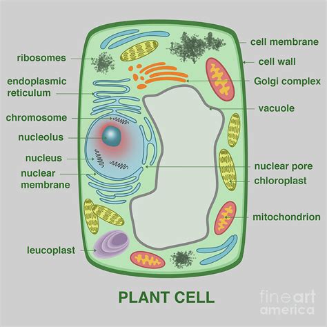 Plant Cell Photograph by Gwen Shockey - Pixels