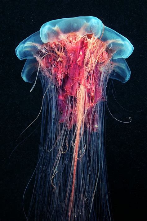 "Cyanea Capillata" : r/pics