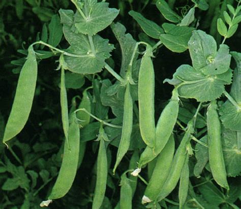 Pisum sativum (Common Pea) - THE WORLDWIDE VEGETABLES