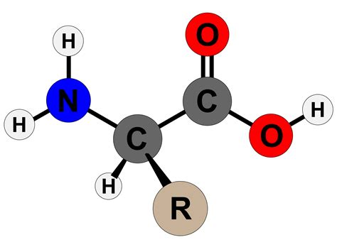 POLYMERS AND AMINO ACIDS | 56 plays | Quizizz