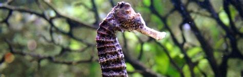 Seahorse Reproduction - Seahorse Facts and Information