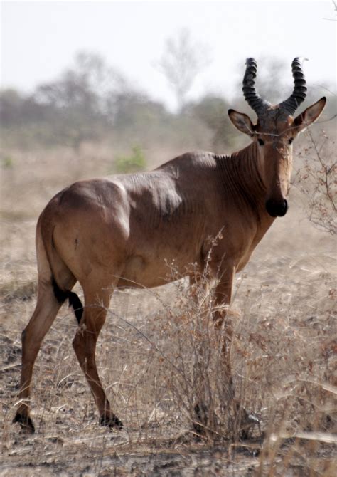 Hartebeest Hunting