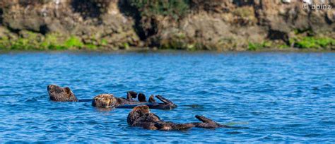 Meet the Sea Otters: Species, Habitat, and Behaviors - Sea Otter Foundation & Trust