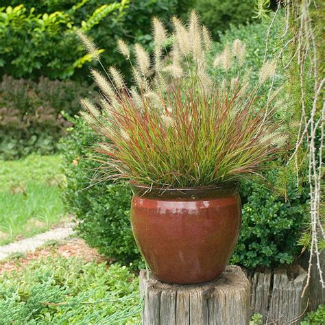 Growing Ornamental Grass in Containers | Gardenoid