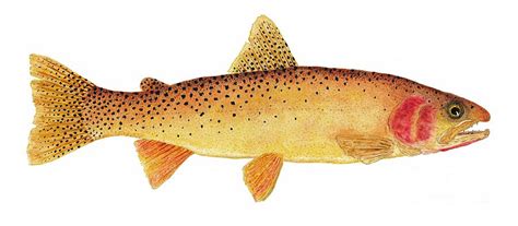 Study Of A Yellowstone Cutthroat Trout Painting by Thom Glace