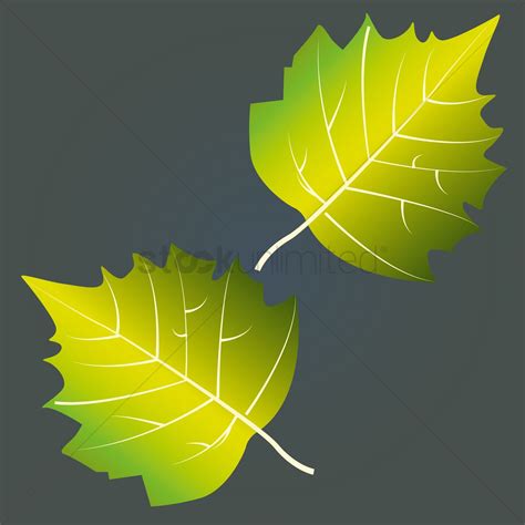 Aspen Leaf Vector at GetDrawings | Free download