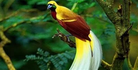 Gambar Flora Dan Fauna Di Indonesia ~ gambar flora dan fauna