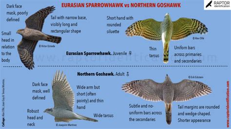 Northern Goshawk vs Eurasian Sparrowhawk in flight – Raptor Identification – The complete ...