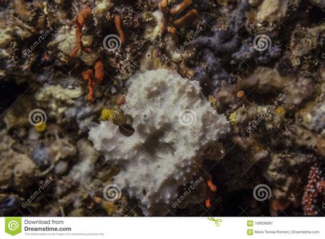 White Marine Sponge on the Reef Stock Image - Image of fish, animal ...