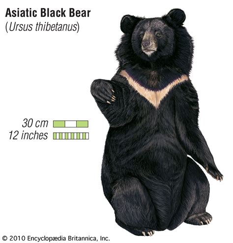 Asiatic black bear | Size, Habitat, Population, & Facts | Britannica