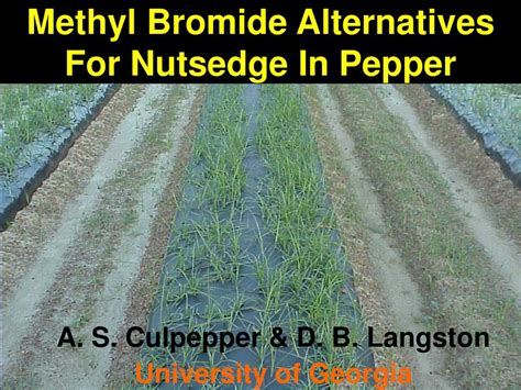 PPT - Methyl Bromide Alternatives For Nutsedge In Pepper PowerPoint ...