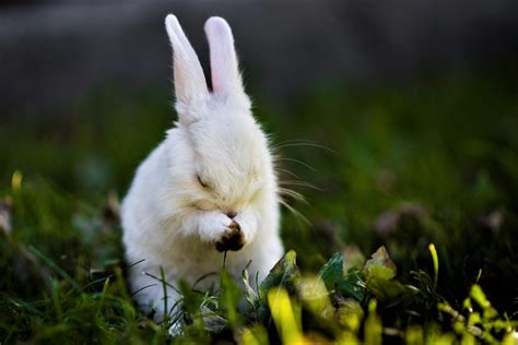 White Rabbit HD Wallpapers - Wallpaper Cave