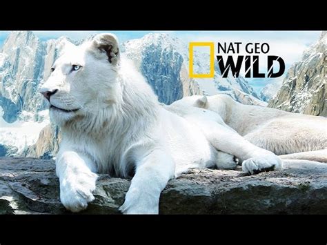 The Rare and Exotic Animals - National Geographic Documentary | DocumentaryTube