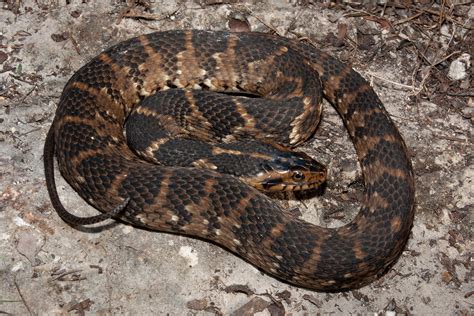 Serpiente de agua de vientre plano - Guía de identificación de serpientes de Florida | Info Cafe