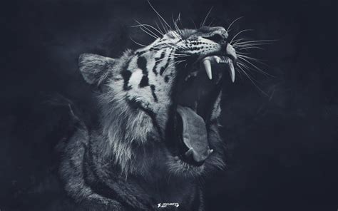 Black and White Tiger Wallpaper - WallpaperSafari