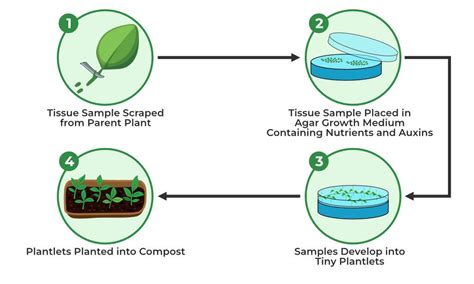 Tissue Culture-Types and Advantages of Tissue Culture