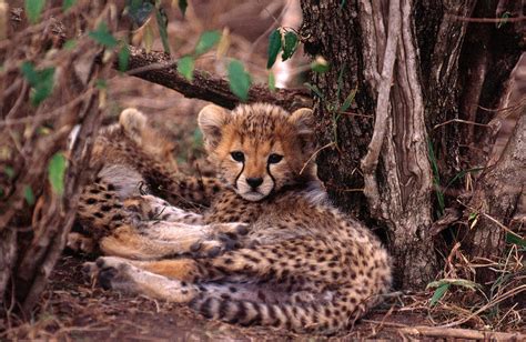 Cheetah Cubs Acinonyx Jubatus Photograph by Mary Beth Angelo - Fine Art America