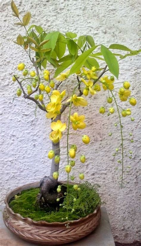 Koelreuteria paniculata bonsai Bonsai fa magok!8db mag (meghosszabbítva: 3170733422) - Vatera.hu