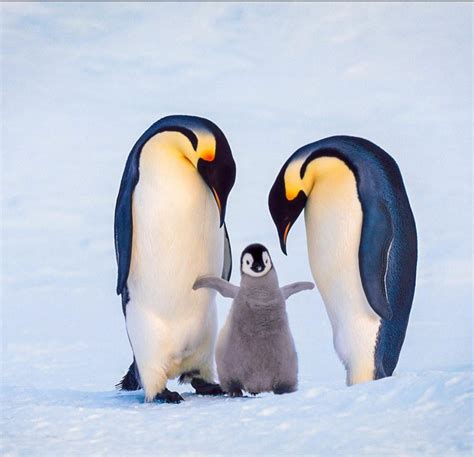 166 best Emperor Penguin images on Pholder | Nature Is Fucking Lit ...