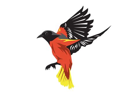 oriole bird - Download Free Vector Art, Stock Graphics & Images