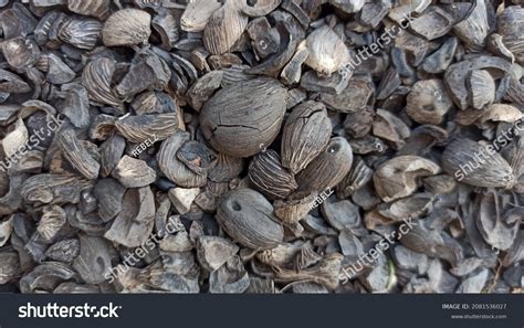 797 Palm Kernel Shell Stock Photos, Images & Photography | Shutterstock