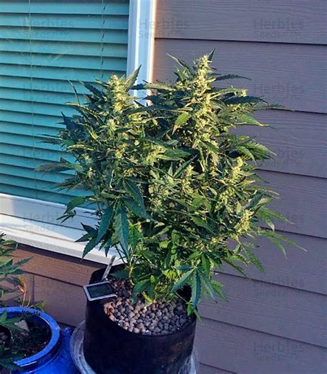 Buy Sour Diesel Auto feminized seeds by Humboldt Seed Organization - Herbies