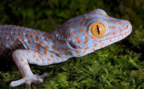 The Gecko Zone : The Tokay Gecko