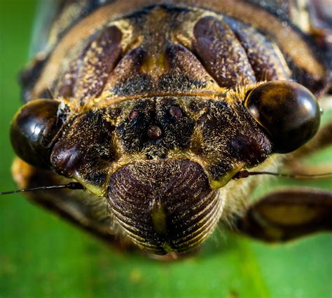 Close Macro of an insect head image - Free stock photo - Public Domain ...