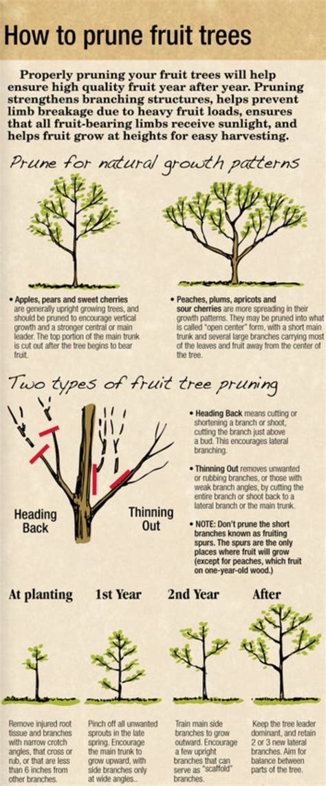 How To Prune Apple Trees: A Complete Guide For Optimal Growth And Fruit ...