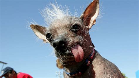 What Is The Name Of The Ugliest Dog