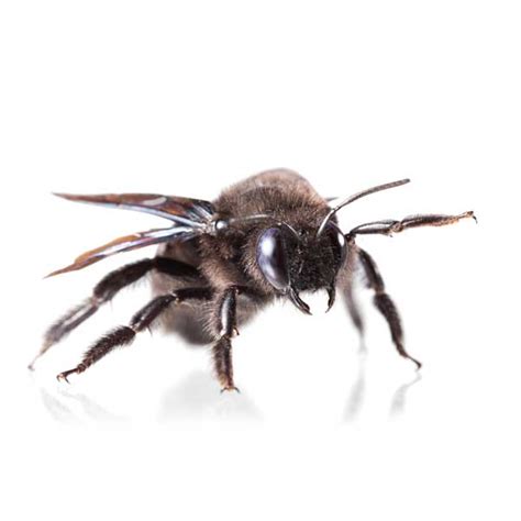 Carpenter Bee Identification, Habits & Behavior | Florida Pest Control