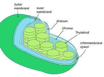 Chloroplast: Definition, Structure & Function (with Diagram) | Sciencing